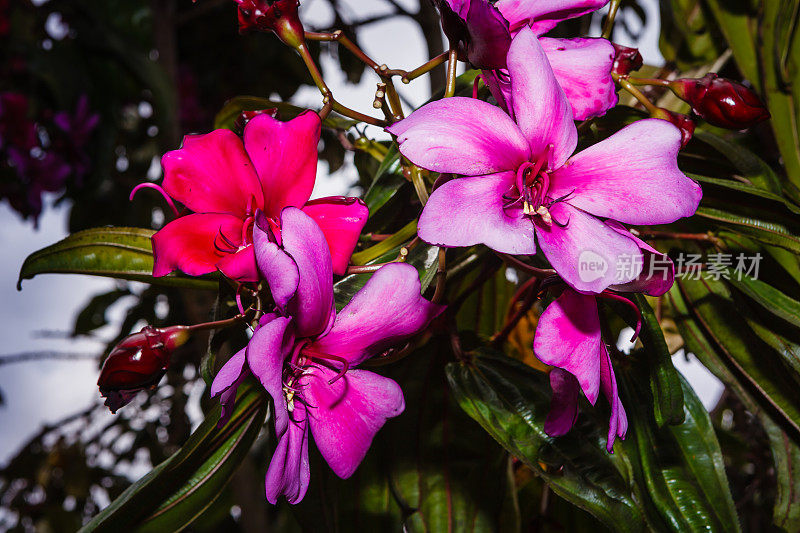 奥尔斯顿维尔的荣耀树或Tibouchina Lepidota